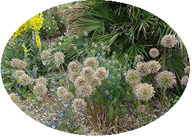 Harlow Car - RHS Garden Harrogete Harlow Car - RHS Garden Harrogete